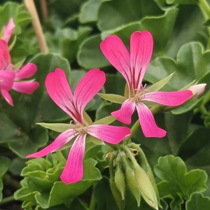 Pelargonium 'Double Longlife Pink'