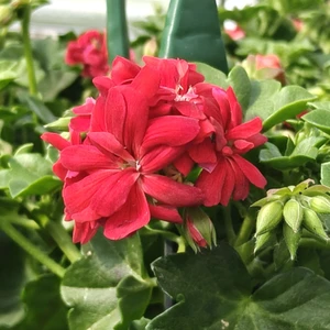 Pelargonium peltatum 'Double Red'
