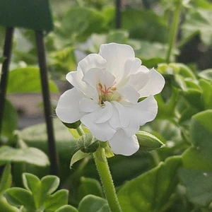 Pelargonium 'Double White'