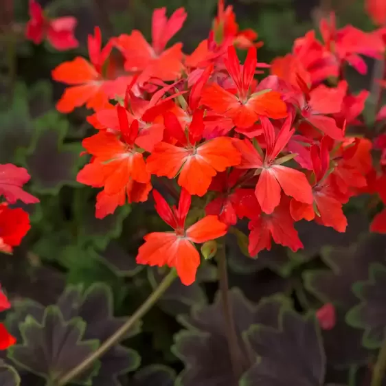 Picture Credit - Ball Horticultural Company