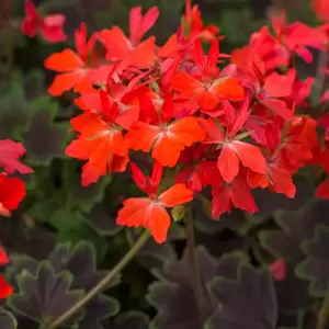 Picture Credit - Ball Horticultural Company