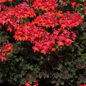 Picture Credit - Ball Horticultural Company