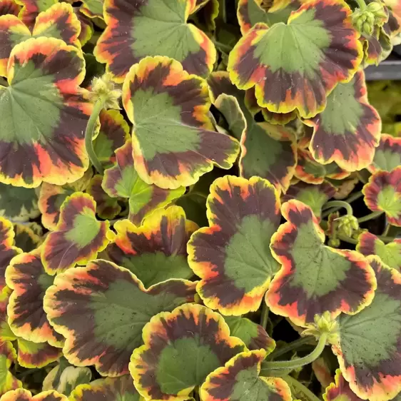 Pelargonium 'Contrast' 10.5cm