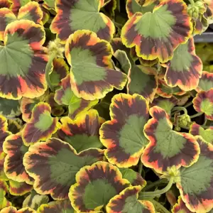 Pelargonium 'Contrast' 10.5cm