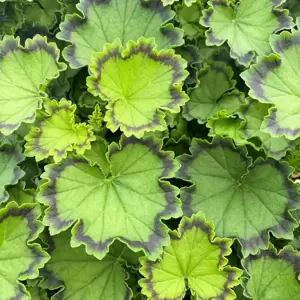 Pelargonium 'Distinction'