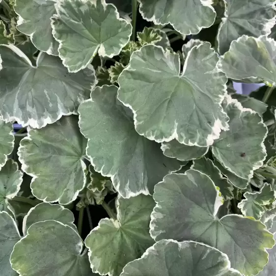 Pelargonium 'Madame Salleron' 10.5cm - image 1