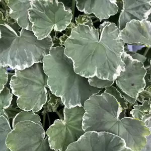Pelargonium 'Madame Salleron' 10.5cm - image 1