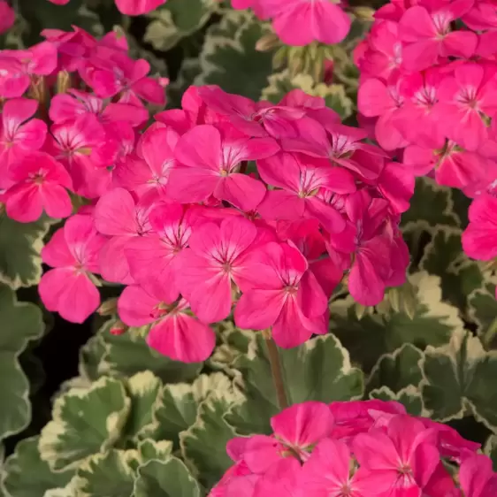 Pelargonium 'Madame Salleron' 10.5cm - image 2