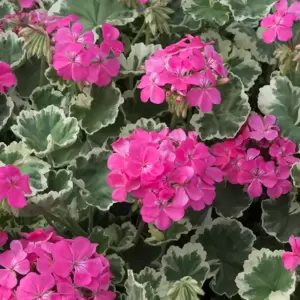 Pelargonium 'Madame Salleron' 10.5cm - image 3