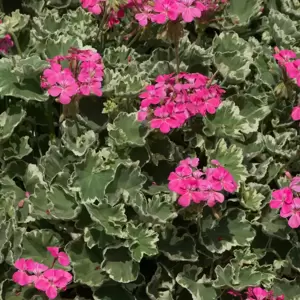 Pelargonium 'Madame Salleron' 10.5cm - image 4
