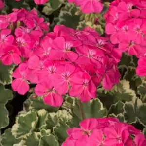 Pelargonium 'Madame Salleron' - image 2