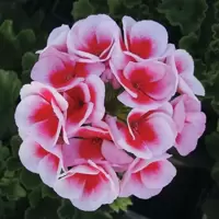 Pelargonium (Geranium)