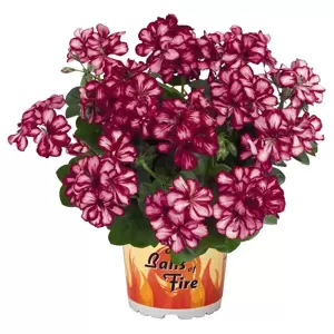 Pelargonium 'Great Balls of Fire® Burgundy Blaze' - image 1