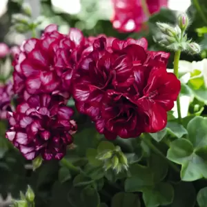 Pelargonium 'Great Balls of Fire® Burgundy Blaze' - image 2