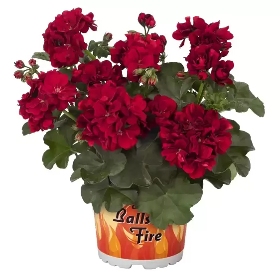 Pelargonium 'Great Balls of Fire® Dark Red' - image 1