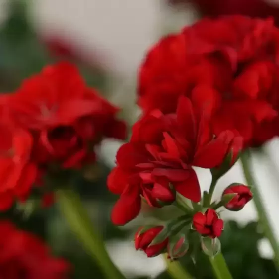 Pelargonium 'Great Balls of Fire® Dark Red' - image 2