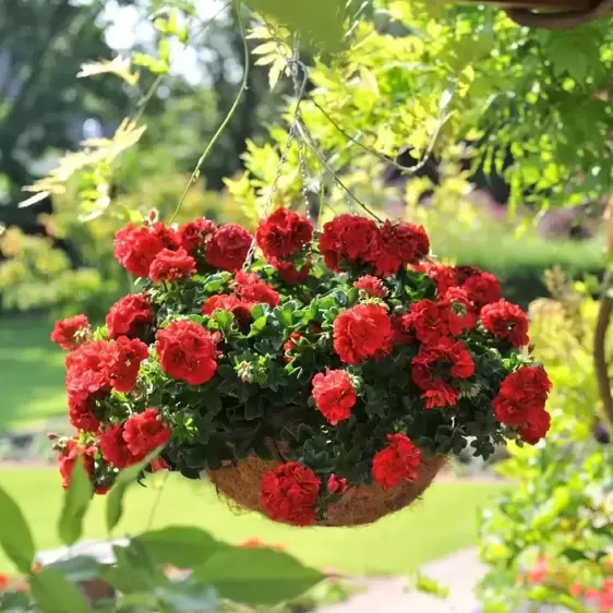 Pelargonium 'Great Balls of Fire® Dark Red' - image 3