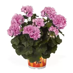 Pelargonium 'Great Balls of Fire® Light Lavender' - image 1