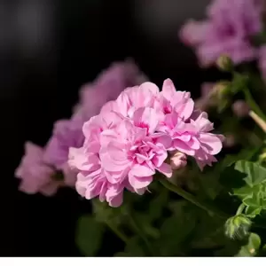 Pelargonium 'Great Balls of Fire® Light Lavender' - image 2