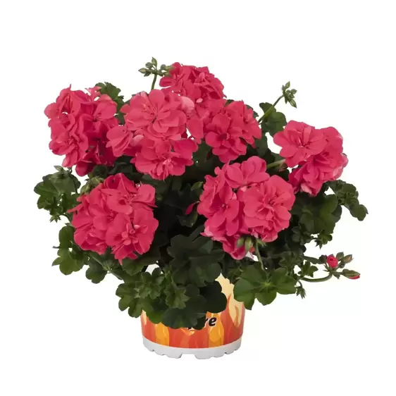 Pelargonium 'Great Balls of Fire® Melon'