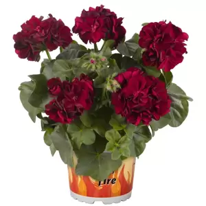 Pelargonium 'Great Balls of Fire® Merlot' - image 1