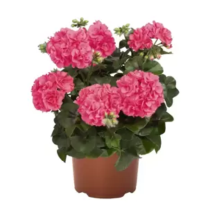 Pelargonium 'Great Balls of Fire® Pink' - image 1