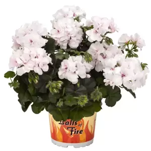 Pelargonium 'Great Balls of Fire® White' - image 1