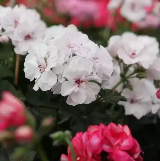 Pelargonium 'Great Balls of Fire® White' - image 2