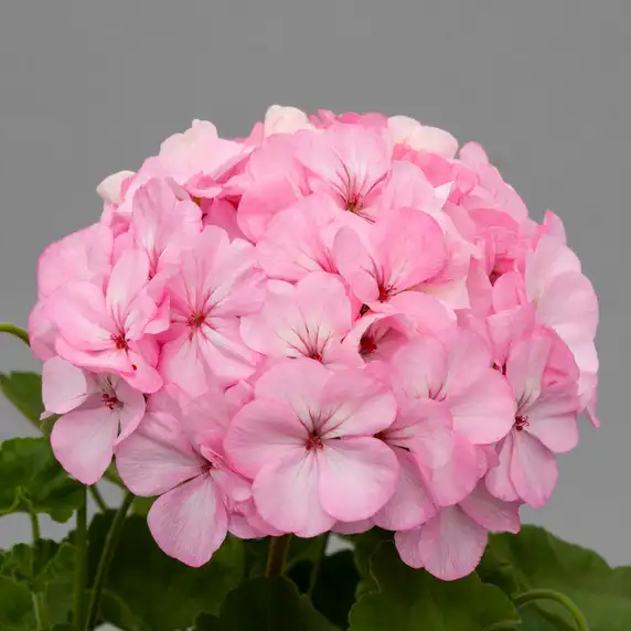 Picture - Syngenta Flowers
