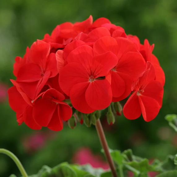 Picture - Ball Horticultural