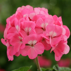 Picture - Ball Horticultural