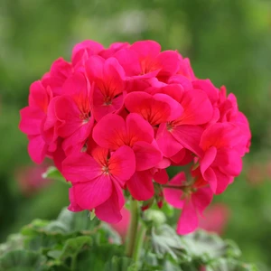 Picture - Ball Horticultural