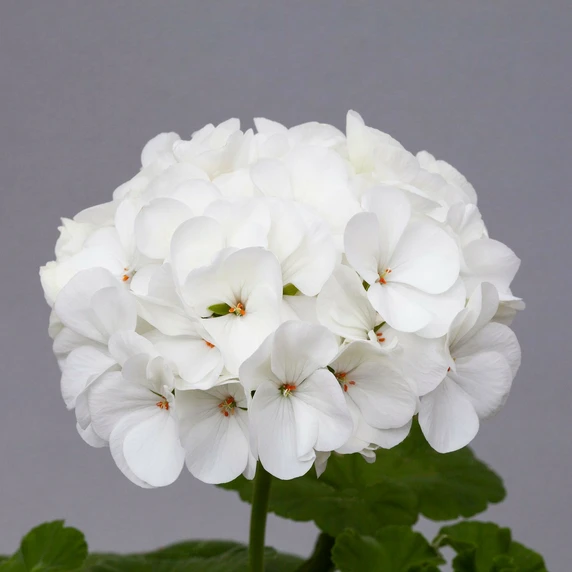 Picture - Ball Horticultural