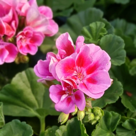 Pelargonium zonale 'Longlife Bicolour Pink'