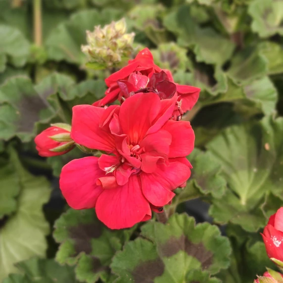 Pelargonium zonale 'Longlife Dark Red' - image 1