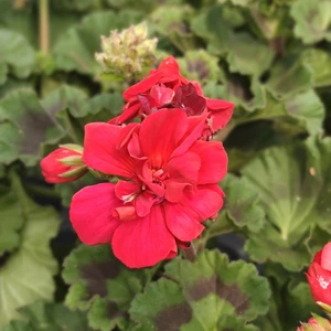 Pelargonium 'Longlife Dark Red'
