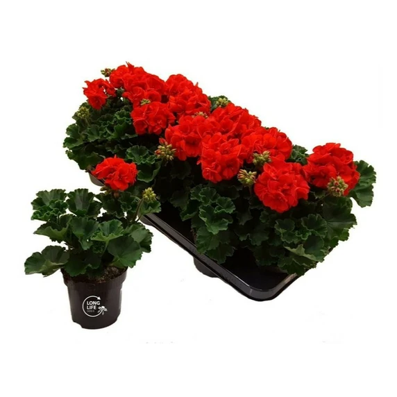Pelargonium zonale 'Longlife Dark Red' - image 2