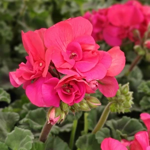 Pelargonium 'Longlife Hot Pink'