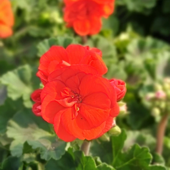 Pelargonium 'Longlife Orange' - image 1