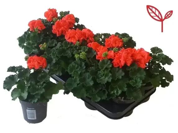 Pelargonium 'Longlife Orange' - image 2