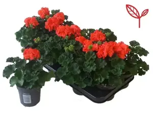 Pelargonium 'Longlife Orange' - image 2