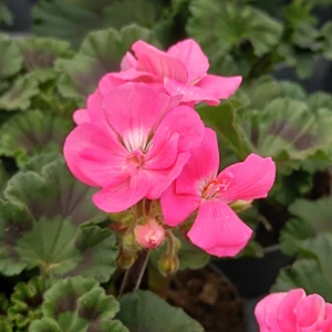 Pelargonium 'Longlife Pink'