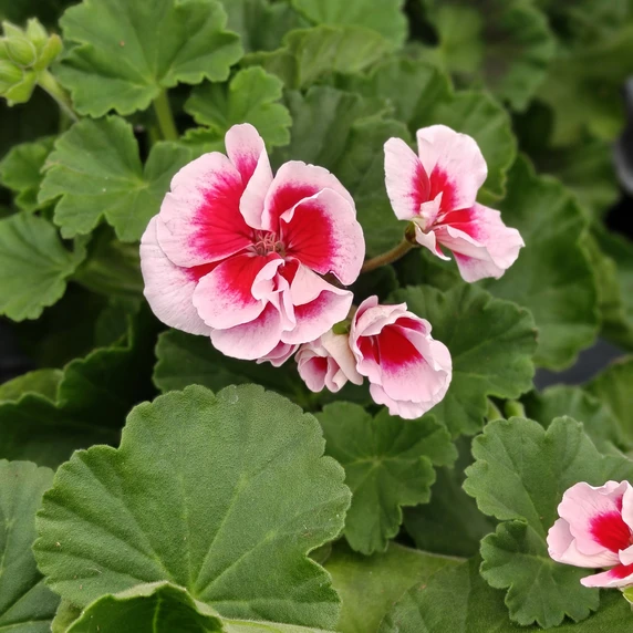 Pelargonium zonale 'Longlife Pink and White'