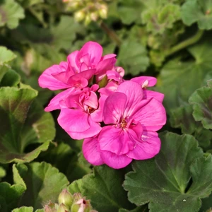 Pelargonium 'Longlife Purple'