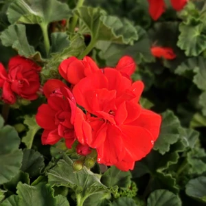 Pelargonium zonale 'Longlife Red'