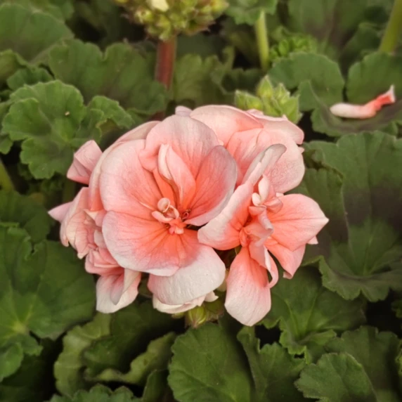 Pelargonium zonale 'Longlife Salmon' - image 1