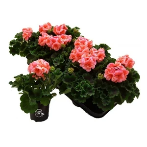 Pelargonium zonale 'Longlife Salmon' - image 2