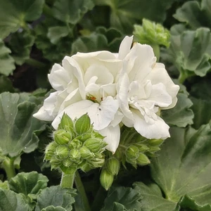 Pelargonium 'Longlife White'