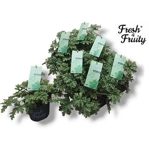 Pelargonium Scented 'Mint Fresh'
