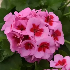 Pelargonium Sunrise® 'Smokey Eye™ Pink'